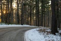 A curving road lined with pine trees in the winter at sunset Royalty Free Stock Photo