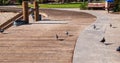 Curving wooden boardwalk with pigeons