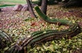 Curvy cactus bent out of shape curling around the ground, looking like a snake Royalty Free Stock Photo