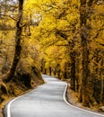 Curvy country road leading through dense autumn color forest Royalty Free Stock Photo