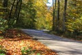 Curvy dangerous road through forest