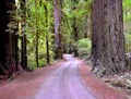 Curvy Dirt Road Among the Redwoods