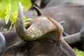 Curvy horn of Cape Buffalo, African Buffalo at Serengeti National Park in Tanzania, Africa Royalty Free Stock Photo