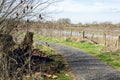 Curvy path at Floodplain Forest with dried thistles on the side