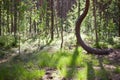 Curvy pine tree in the marsh and sunshine creating shadows