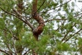 Curvy pine tree trunk and branches with green needles