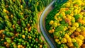 A Curvy Road Divides Vibrant Autumn and Summer Woodlands