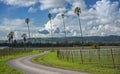 Curvy Road through Palm Trees and California Vineyard Royalty Free Stock Photo