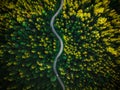 Curvy Road in Summer Pine Forest. top Down Drone Photography. Outdoor Wilderness
