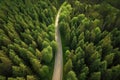 Curvy road in summer pine forest, travel, destination scenics