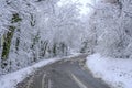 Curvy snow-covered road in winter across the winter forest. Dangerous driving season. Transport insurance