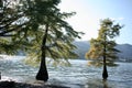 Curvy trees living in the waters of a lake.