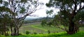 Curvy Vineyard & Eucalypts