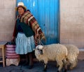 A native Andean lady prepares to take her sheep to market. Cusco, Peru