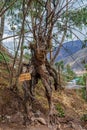 Characters from Lord of the Rings have been created from trees and wood at Bosque ENTS Cusco, a new attraction for tourists