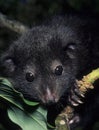 Cuscus Royalty Free Stock Photo