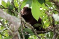 Cuscus surrounded by leaves in tree