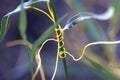 Cuscuta, dodder, parasitic plant Royalty Free Stock Photo