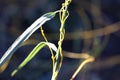 Cuscuta, dodder, parasitic plant Royalty Free Stock Photo