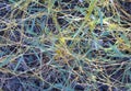 Cuscuta, dodder, parasitic plant Royalty Free Stock Photo