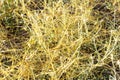 Cuscuta, dodder, parasitic plant Royalty Free Stock Photo