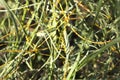 Cuscuta, dodder, parasitic plant Royalty Free Stock Photo
