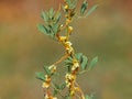 Cuscuta, dodder, parasitic plant on alfalfa Royalty Free Stock Photo