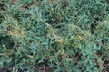 Cuscuta, parasitic plant on the grass Royalty Free Stock Photo