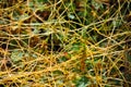 Cuscuta europaea greater dodder, European dodder on green grass, close up detail top view, natural organic