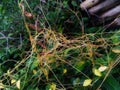 Cuscuta, a yellow female cord that is wrapped around the tapachula plant and becomes a parasite