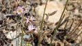 Astragalus Albens Fruit - San Bernardino Mtns - 061523