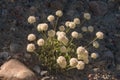 Cushion Buckwheat Eriogonum ovalifolium Pale Pink-White Wildflowers