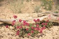 Cushion Buckwheat Eriogonum ovalifolium Vivid Pink Wildflowers