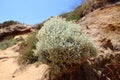 A Cushion Bush Leucophyta brownii