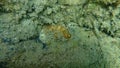 Cushion coral or Caespitose tube coral, pillow coral, cladocora Cladocora caespitosa undersea, Aegean Sea Royalty Free Stock Photo