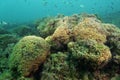 Cushion coral reef in the Adriatic Sea