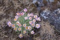 Cushion Daisies Desert Wildflower Closeup