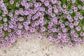 Cushion of lemon thyme in bloom (Thymus pulegioides). Royalty Free Stock Photo
