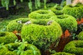 Cushion Moss . Small japanese garden, Zen garden design, Japanese garden design Royalty Free Stock Photo