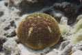 Cushion Star on Coral Reef Royalty Free Stock Photo