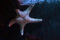 Cushion Star - Starfish Royalty Free Stock Photo