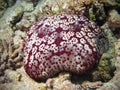 Cushion Starfish in maldivian coral reef