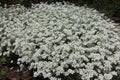 Cushion of white flowers of Cerastium tomentosum Royalty Free Stock Photo