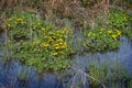 Cushions of blooming marsh marigolds Caltha palustris with yellow flowers in shallow blue water in the wetland in spring, beauty Royalty Free Stock Photo