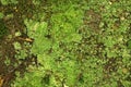 Cushiony green moss covered rock Royalty Free Stock Photo