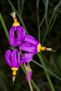 Cusick`s Shooting-star Flowers