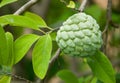 Custard apple