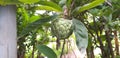 Custard Apple or Annona Squamosa is growing nicely in a home garden.