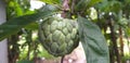 Custard Apple or Annona Squamosa is growing nicely in a home garden.