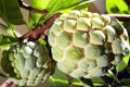 Custard Apple or Atis Royalty Free Stock Photo